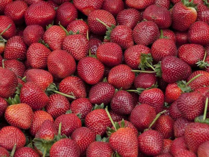 Fraises fraîches aux bienfaits pour la peau - vitamine C et antioxydants naturels