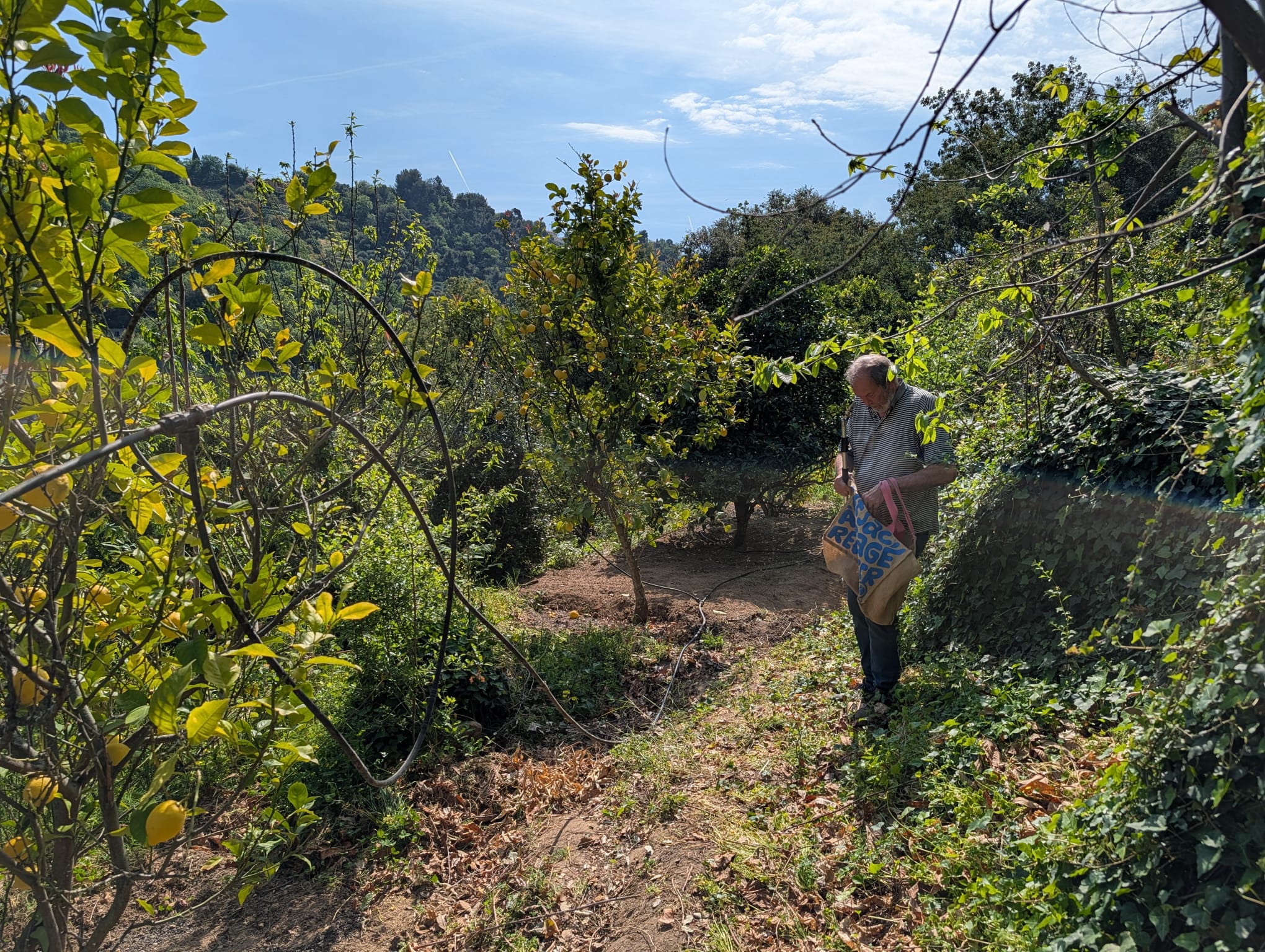 Alain des Terres de Sainte Lucie dans son verger de citronniers bio à Menton avec un sac Joy Juice